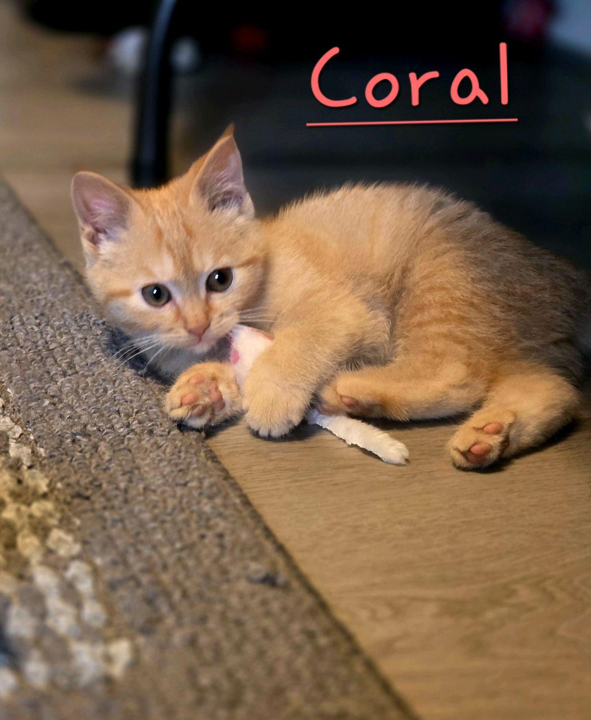 Enlarge Coral, an adopted Domestic Short Hair in Murfreesboro, TN image 6/6