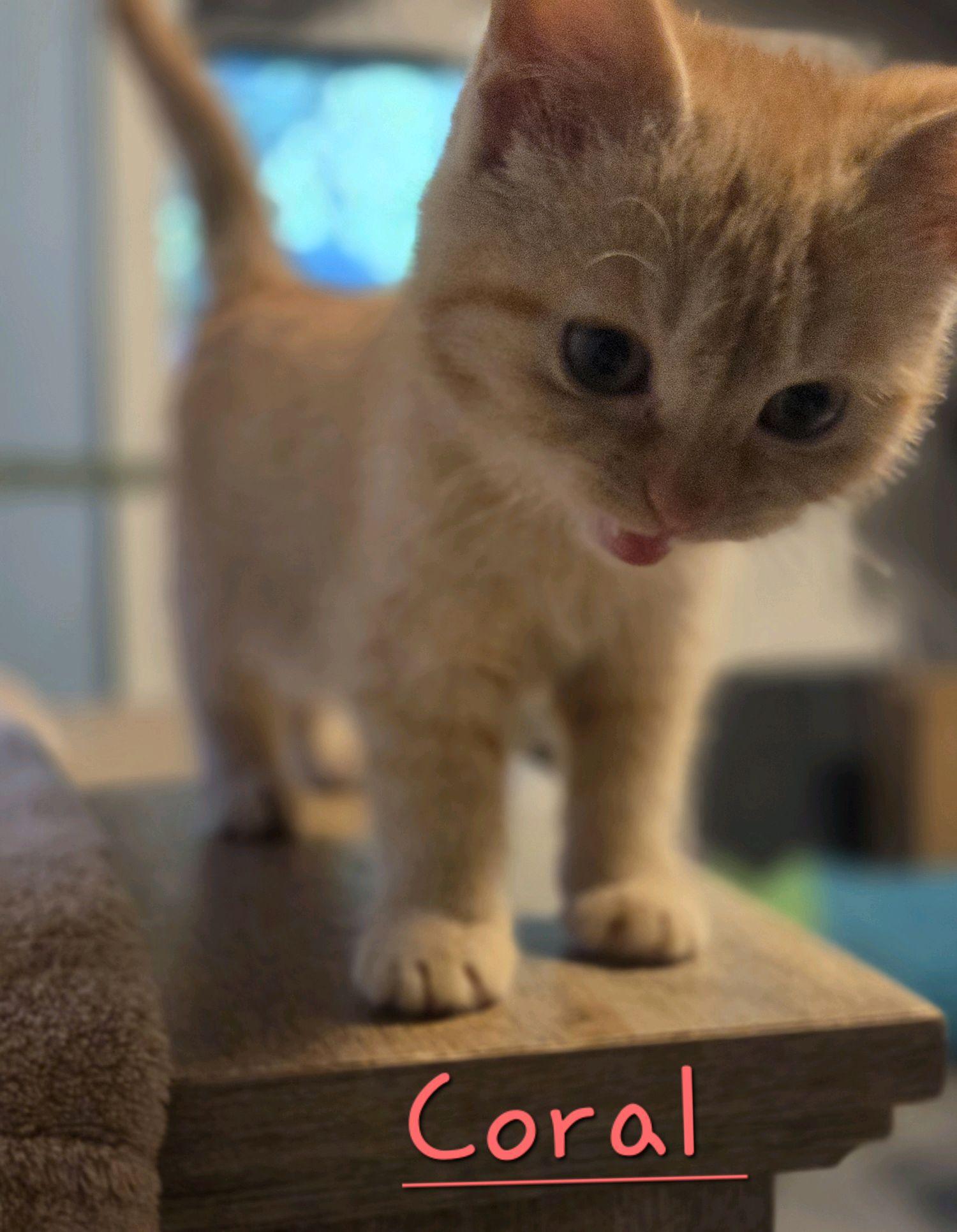 Enlarge Coral, an adopted Domestic Short Hair in Murfreesboro, TN image 4/6