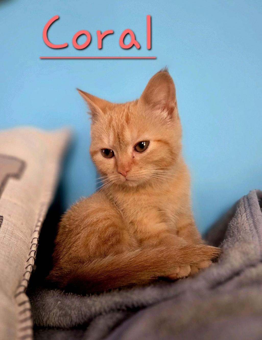 Enlarge Coral, an adopted Domestic Short Hair in Murfreesboro, TN image 1/6