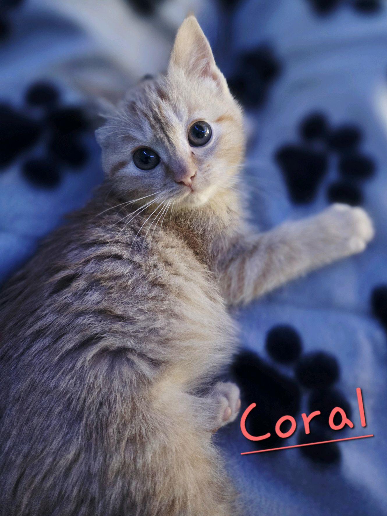 Enlarge Coral, an adopted Domestic Short Hair in Murfreesboro, TN image 2/6