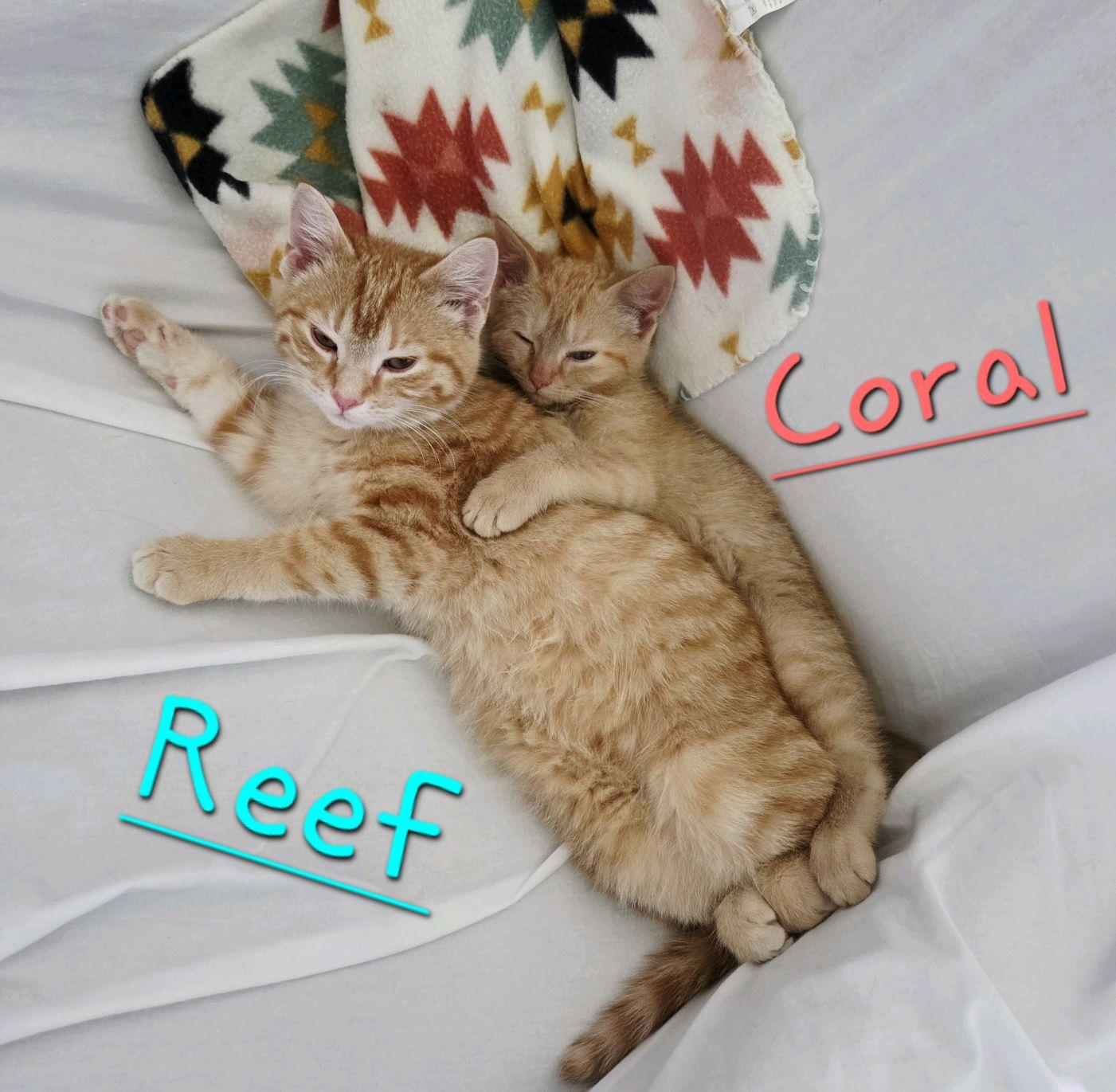 Enlarge Coral, an adopted Domestic Short Hair in Murfreesboro, TN image 3/6