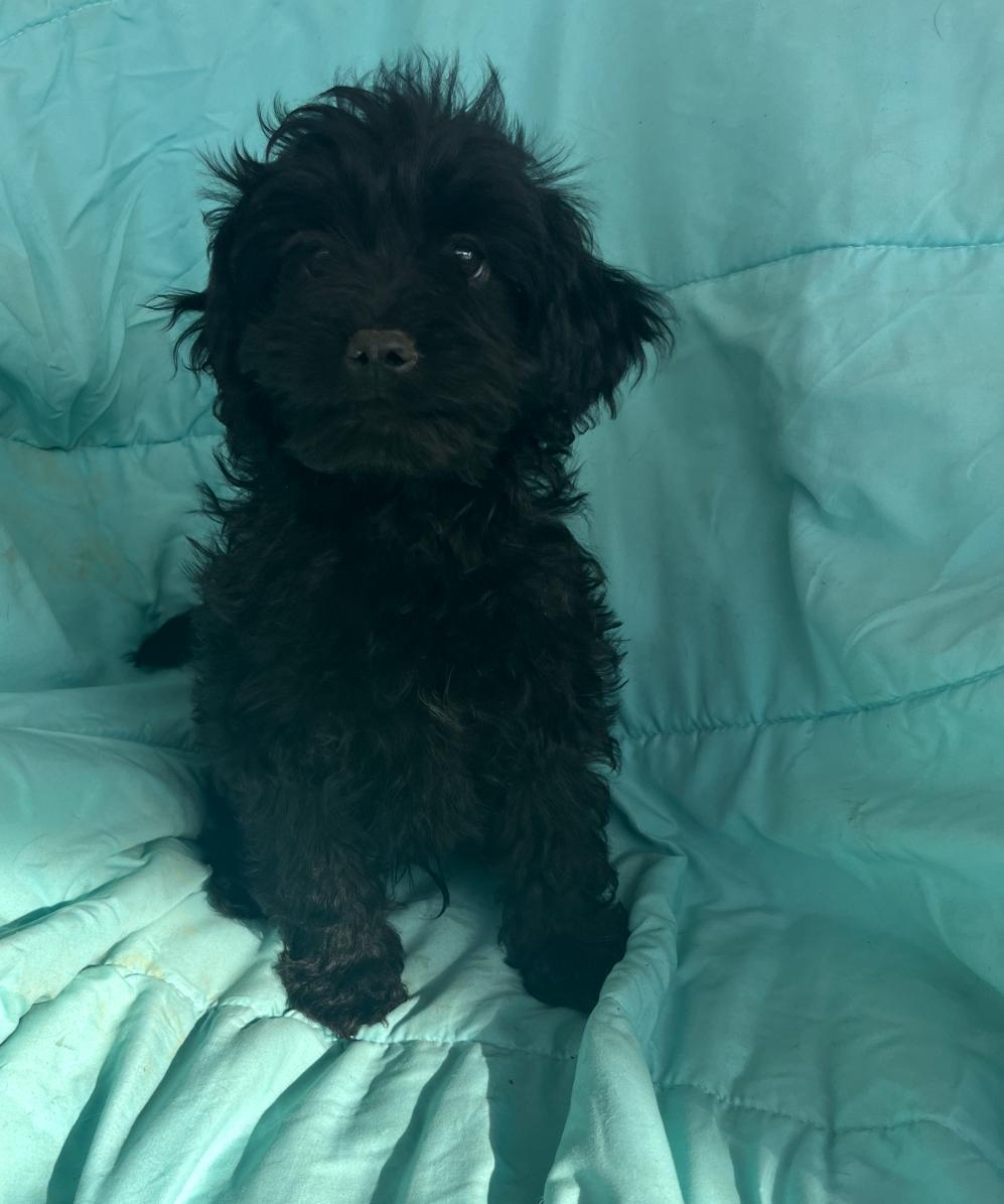 Enlarge Phoenix , an adopted mixed breed in Rock Hill, SC image 1/1