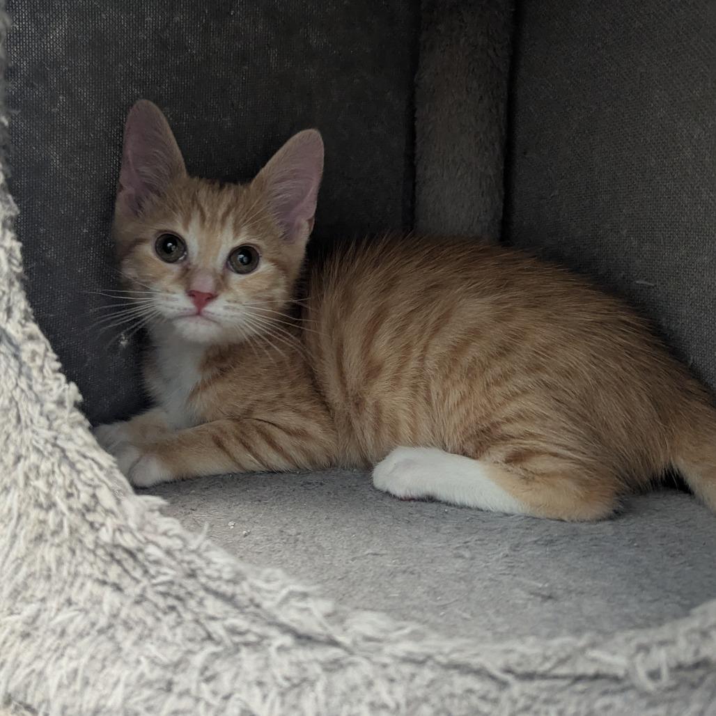 Dante Torres, Adoptable, Kitten Male Domestic Short Hair.