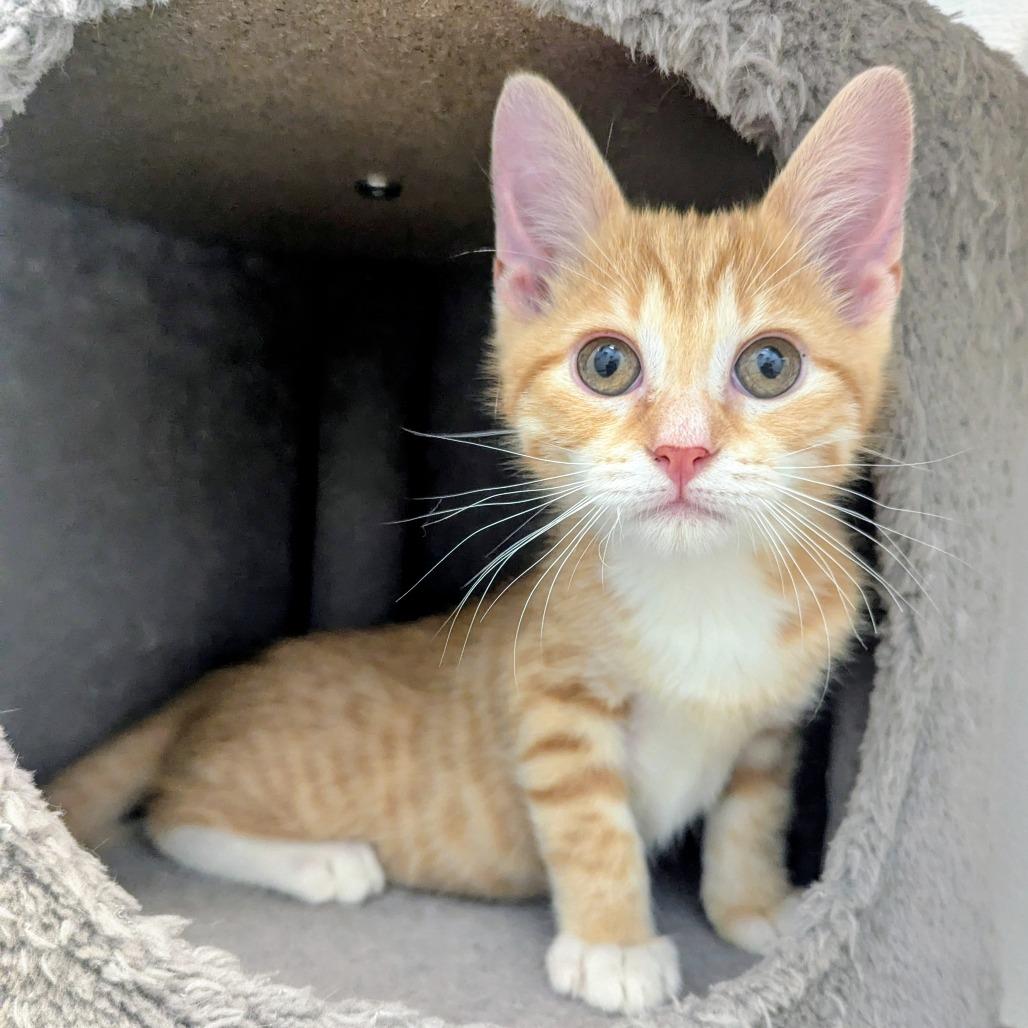 Enlarge Dante Torres, a Adoptable Domestic Short Hair in Madison, WI image 2/6