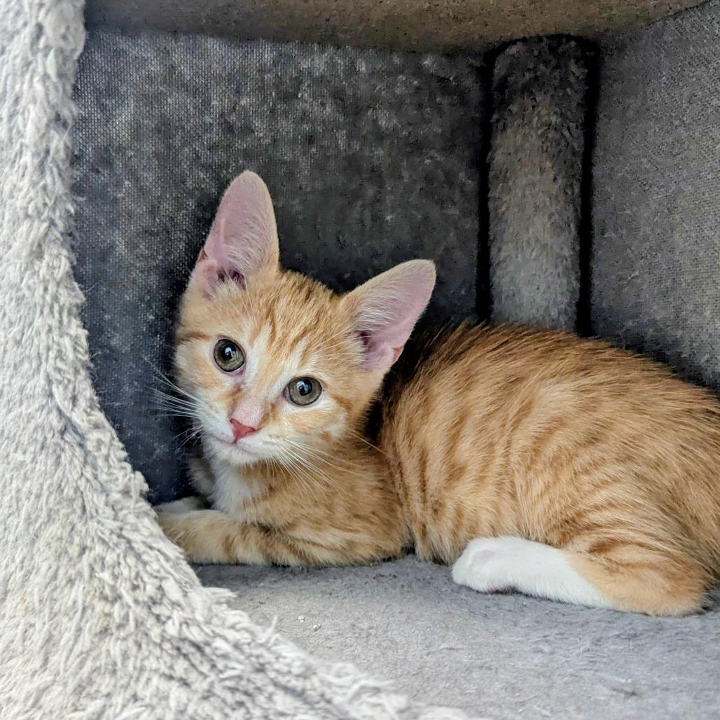Enlarge Dante Torres, a Adoptable Domestic Short Hair in Madison, WI image 3/6