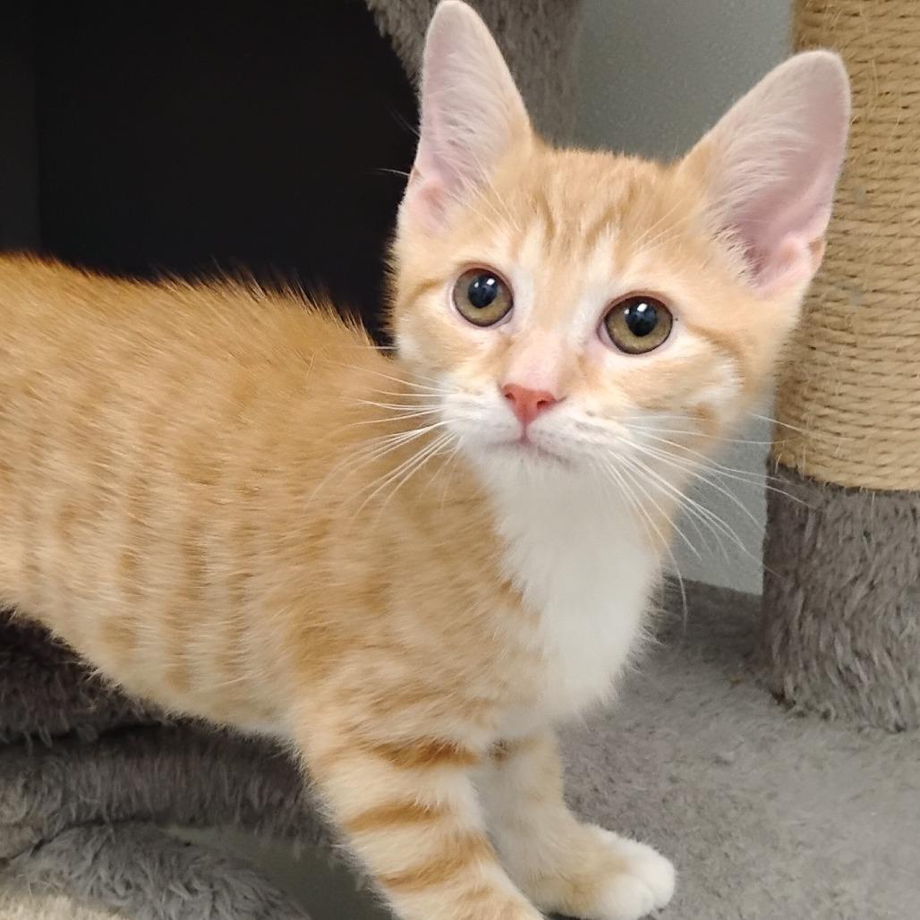 Enlarge Dante Torres, a Adoptable Domestic Short Hair in Madison, WI image 4/6