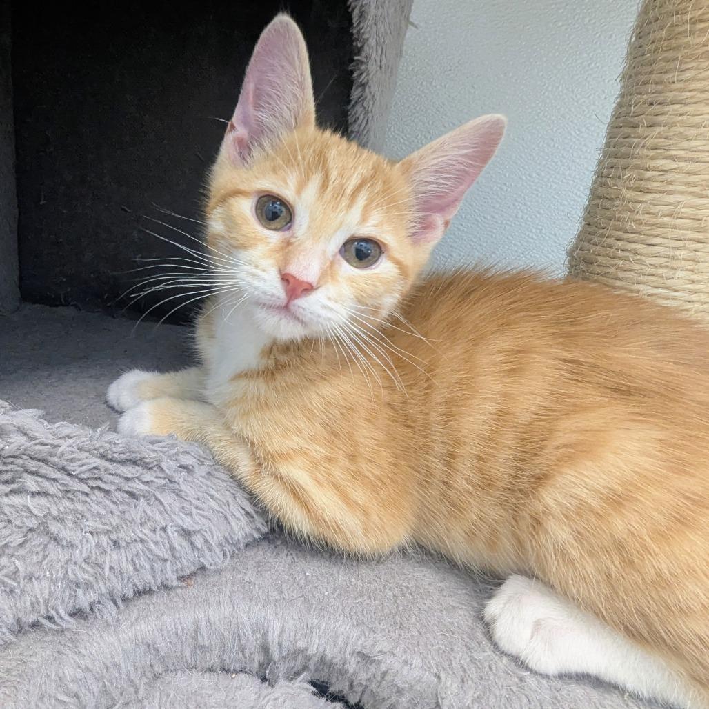 Enlarge Dante Torres, a Adoptable Domestic Short Hair in Madison, WI image 5/6