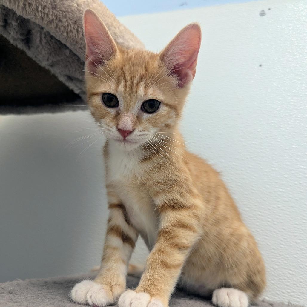 Enlarge Dante Torres, a Adoptable Domestic Short Hair in Madison, WI image 6/6