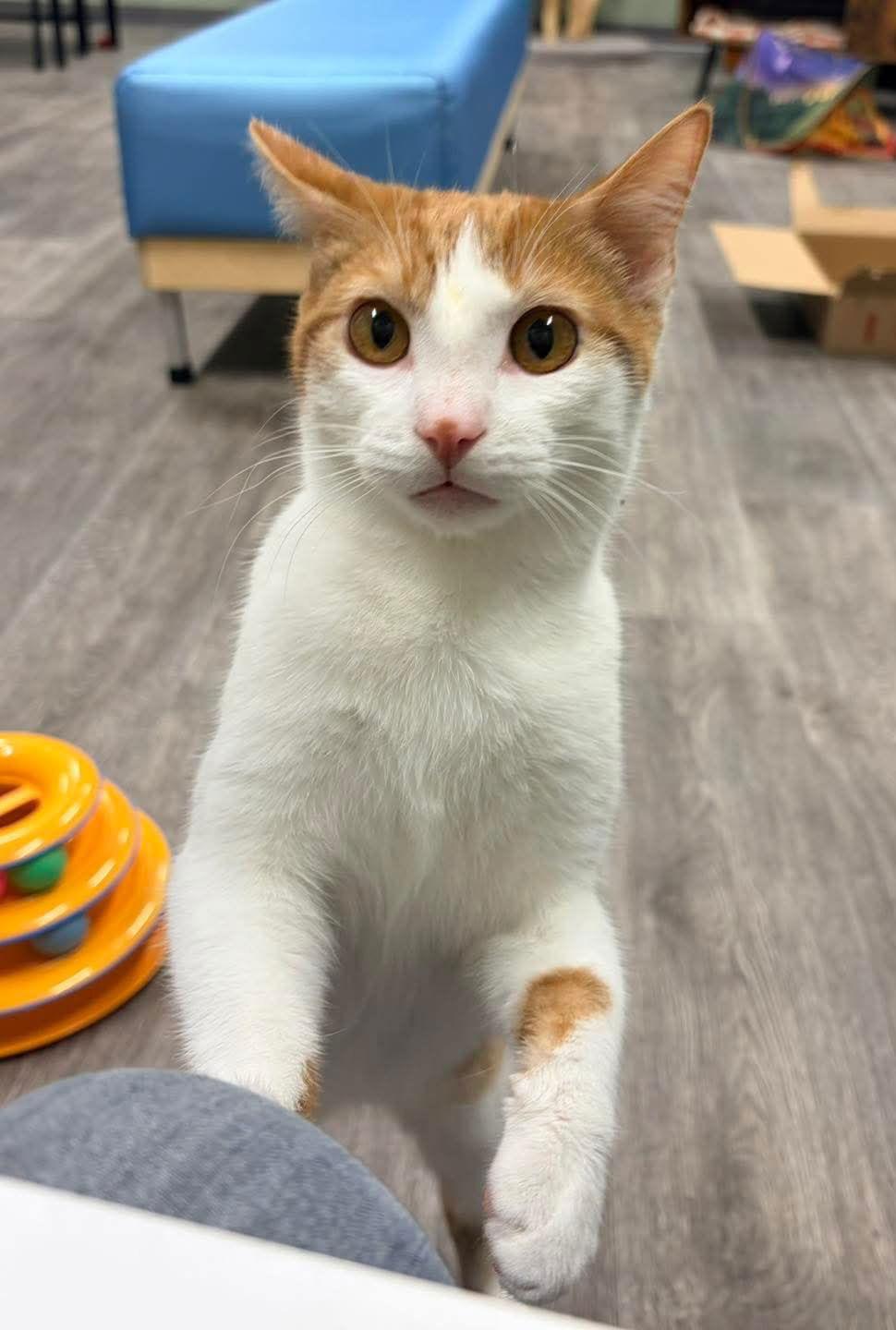 Elvis @ The Cat's Brew, Adoptable, Young Male Domestic Short Hair.