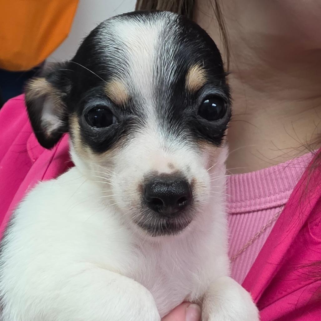 Chika, Adoptable, Puppy Female Chihuahua.
