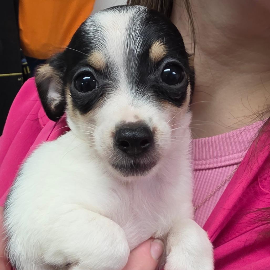 Chika, a Adoptable Chihuahua in Goltry, OK image 2/4