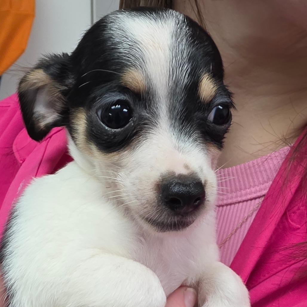 Chika, a Adoptable Chihuahua in Goltry, OK image 4/4