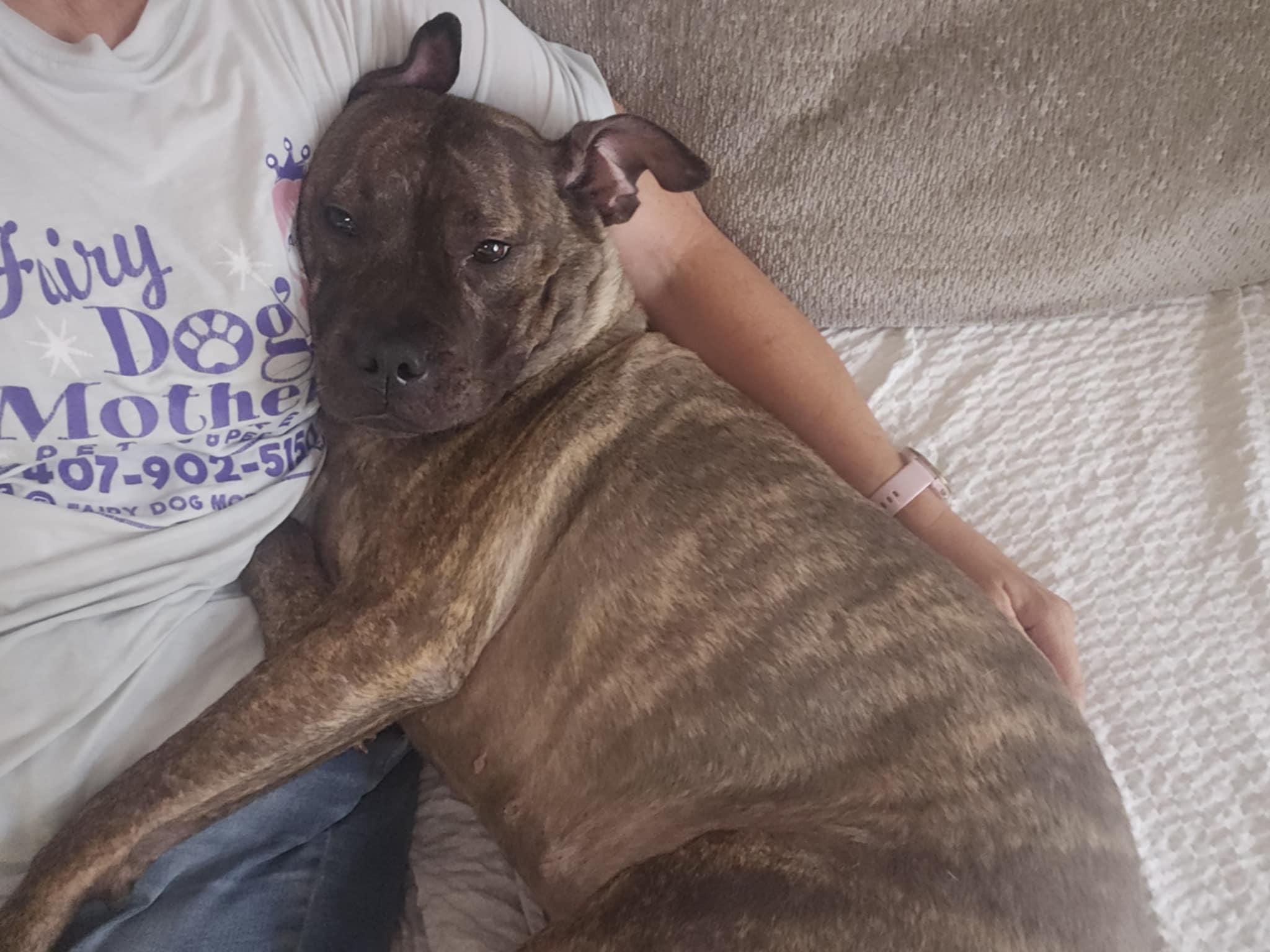 MABEL, an adopted mixed breed in Augusta, GA image 2/6