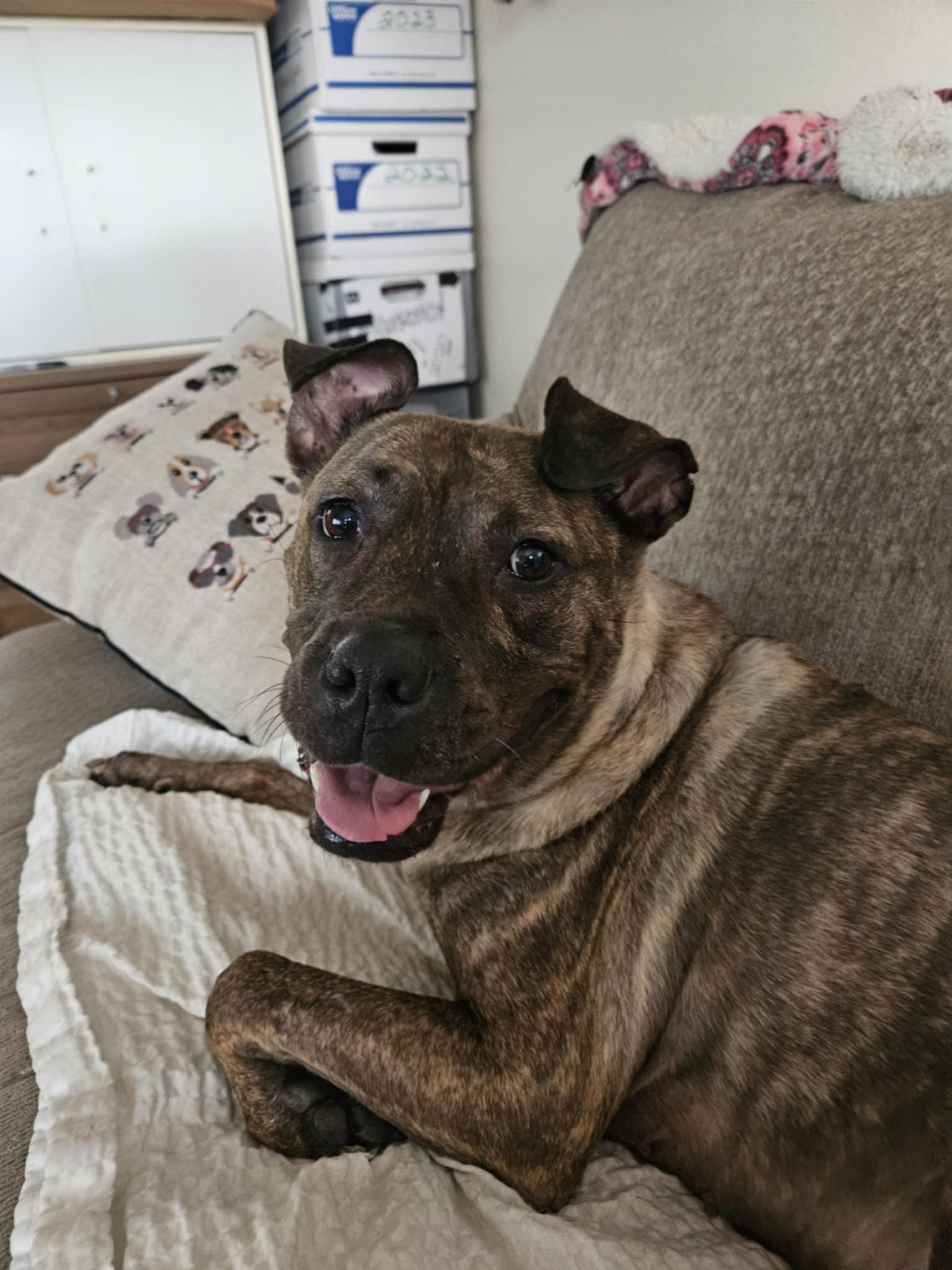 MABEL, an adopted mixed breed in Augusta, GA image 1/6