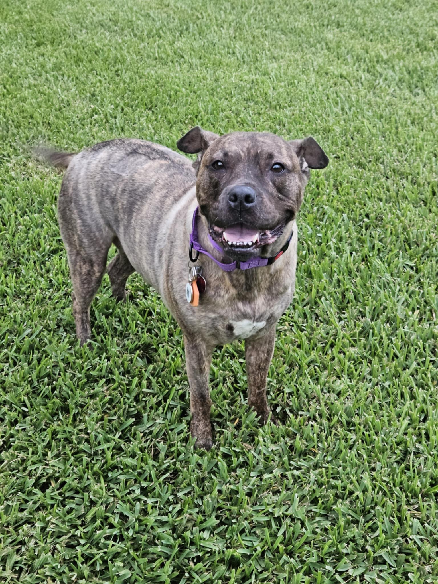 MABEL, an adopted mixed breed in Augusta, GA image 4/6