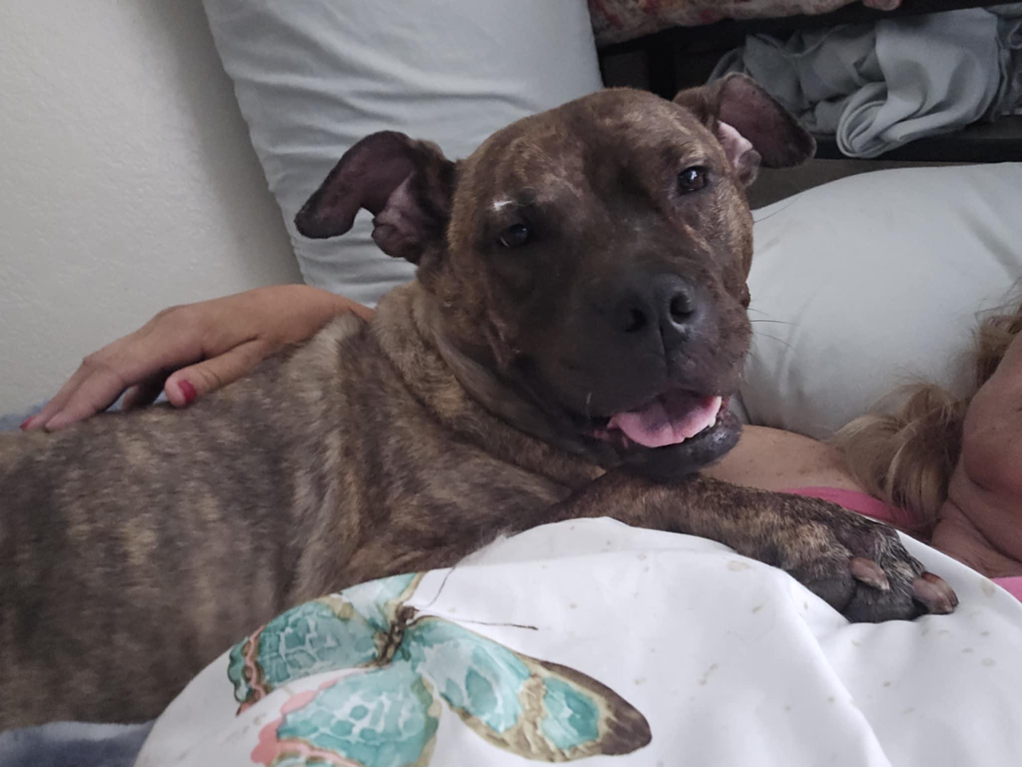 MABEL, an adopted mixed breed in Augusta, GA image 5/6