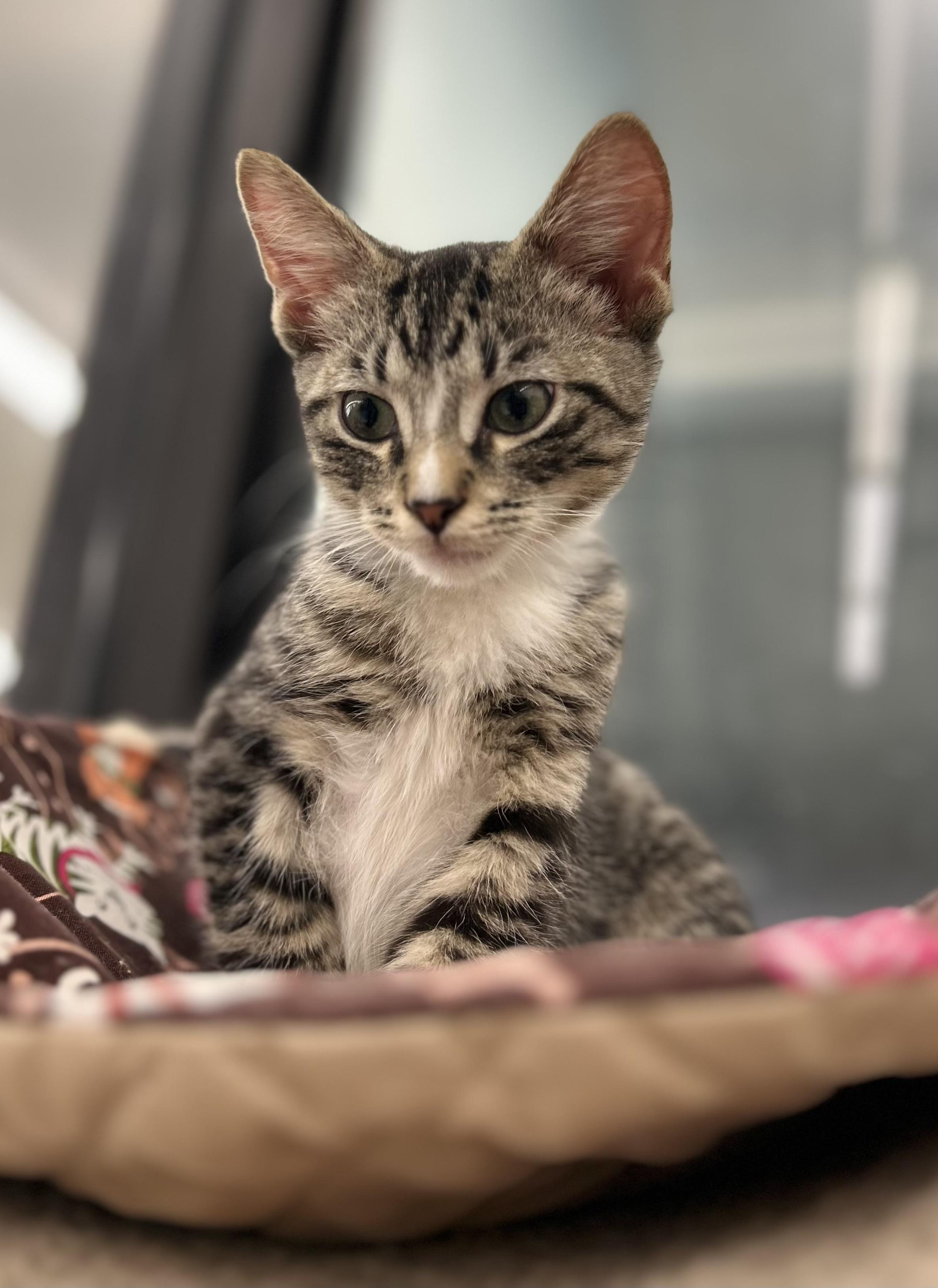 Enlarge Zipper, a Adoptable Domestic Short Hair in Warren, OH image 2/4