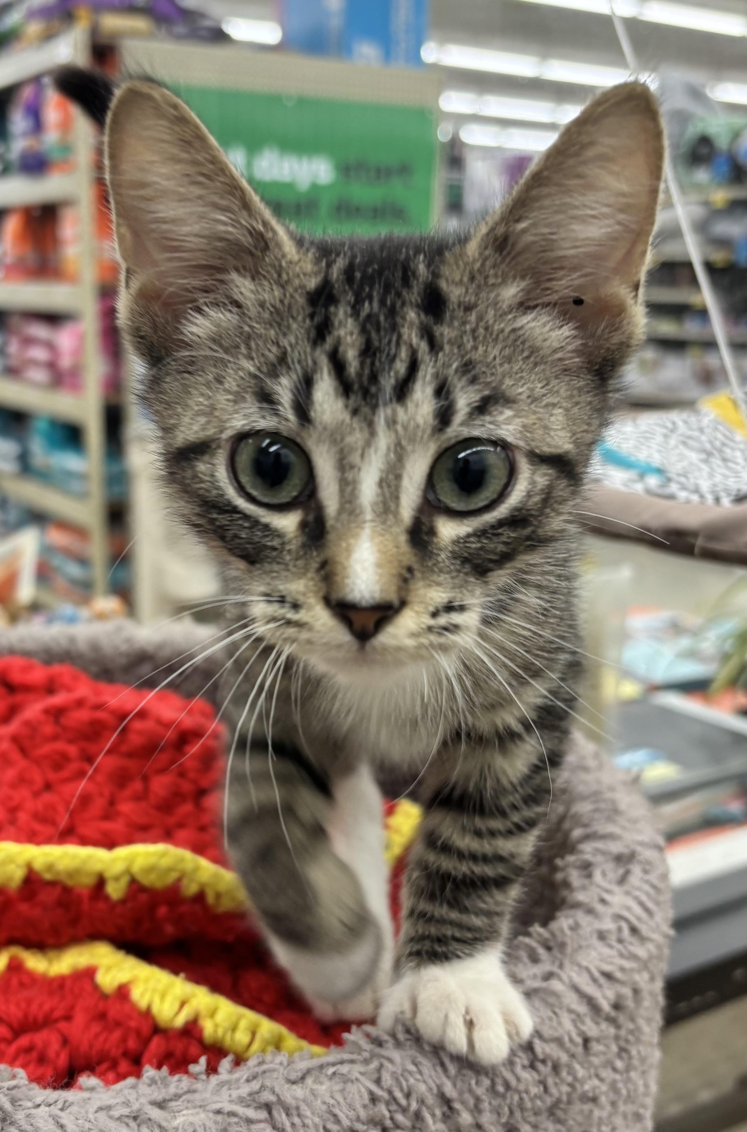Enlarge Zipper, a Adoptable Domestic Short Hair in Warren, OH image 4/4