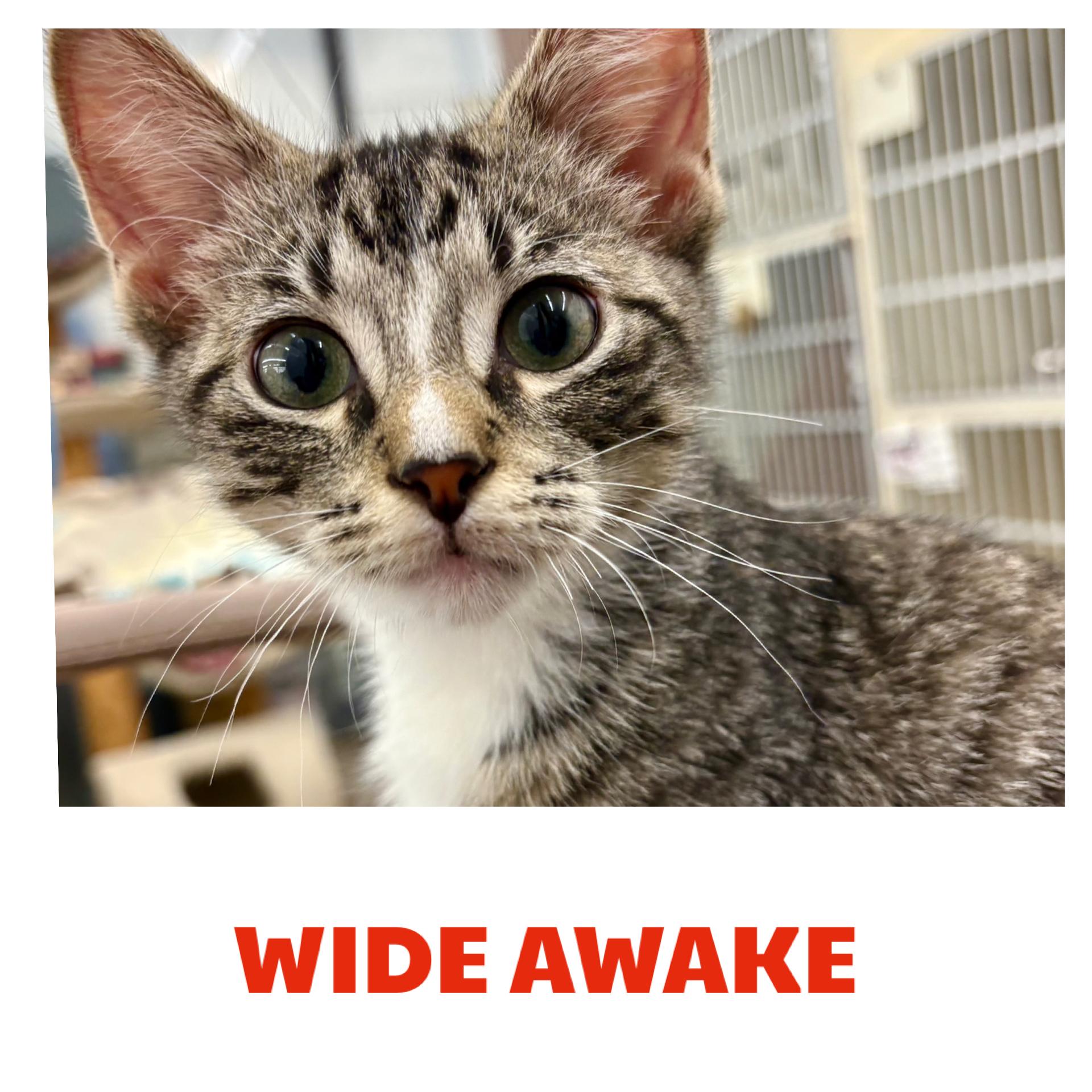 Enlarge Zipper, a Adoptable Domestic Short Hair in Warren, OH image 3/4