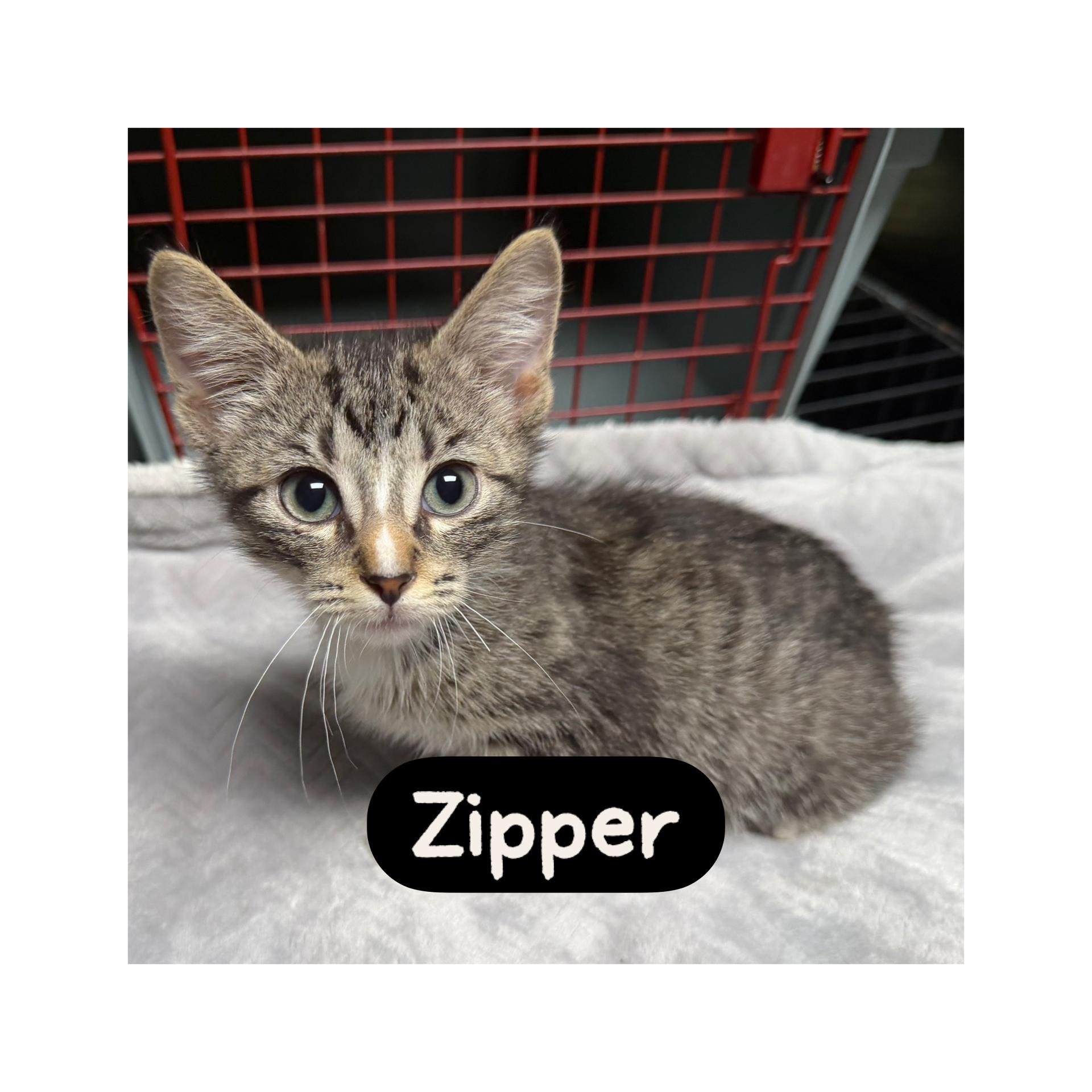 Zipper, Adoptable, Kitten Male Domestic Short Hair.