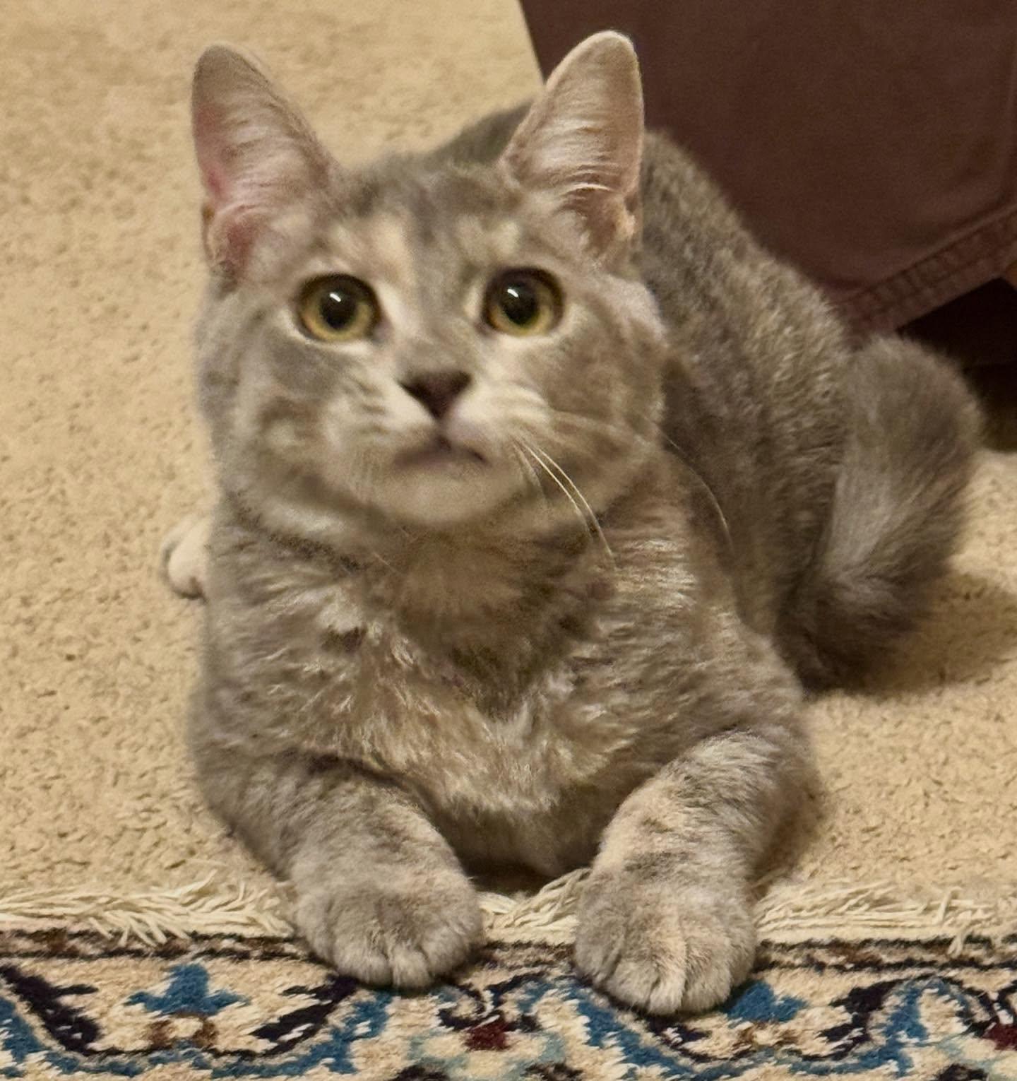 Enlarge Joy, a Adoptable mixed breed in Raleigh, NC image 3/6