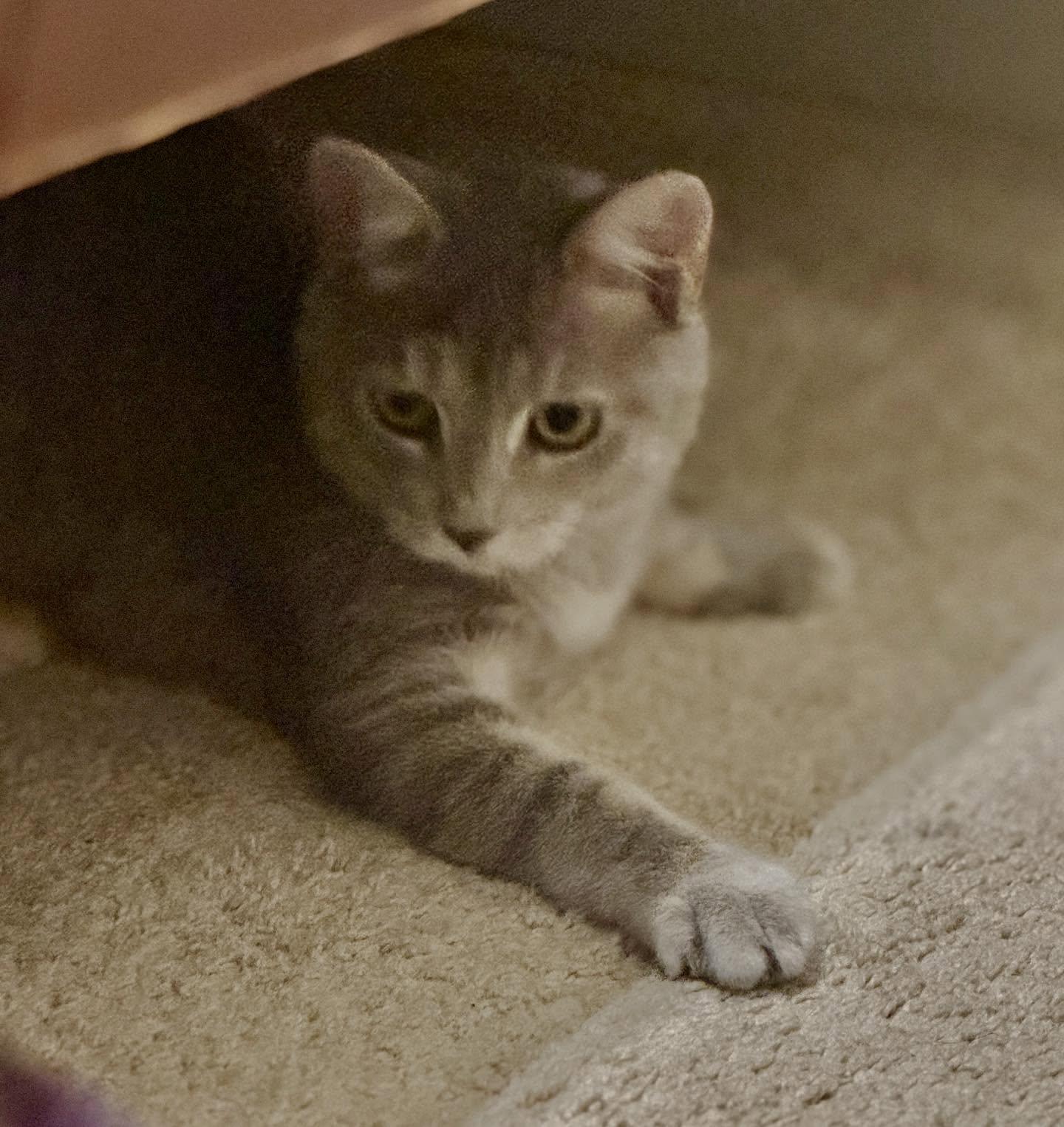 Enlarge Joy, a Adoptable mixed breed in Raleigh, NC image 4/6