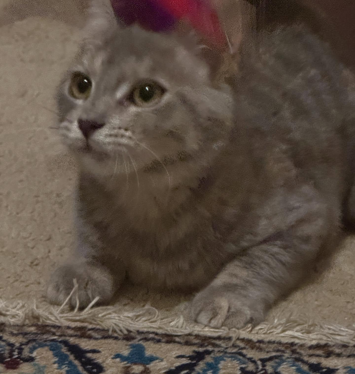 Enlarge Joy, a Adoptable mixed breed in Raleigh, NC image 6/6