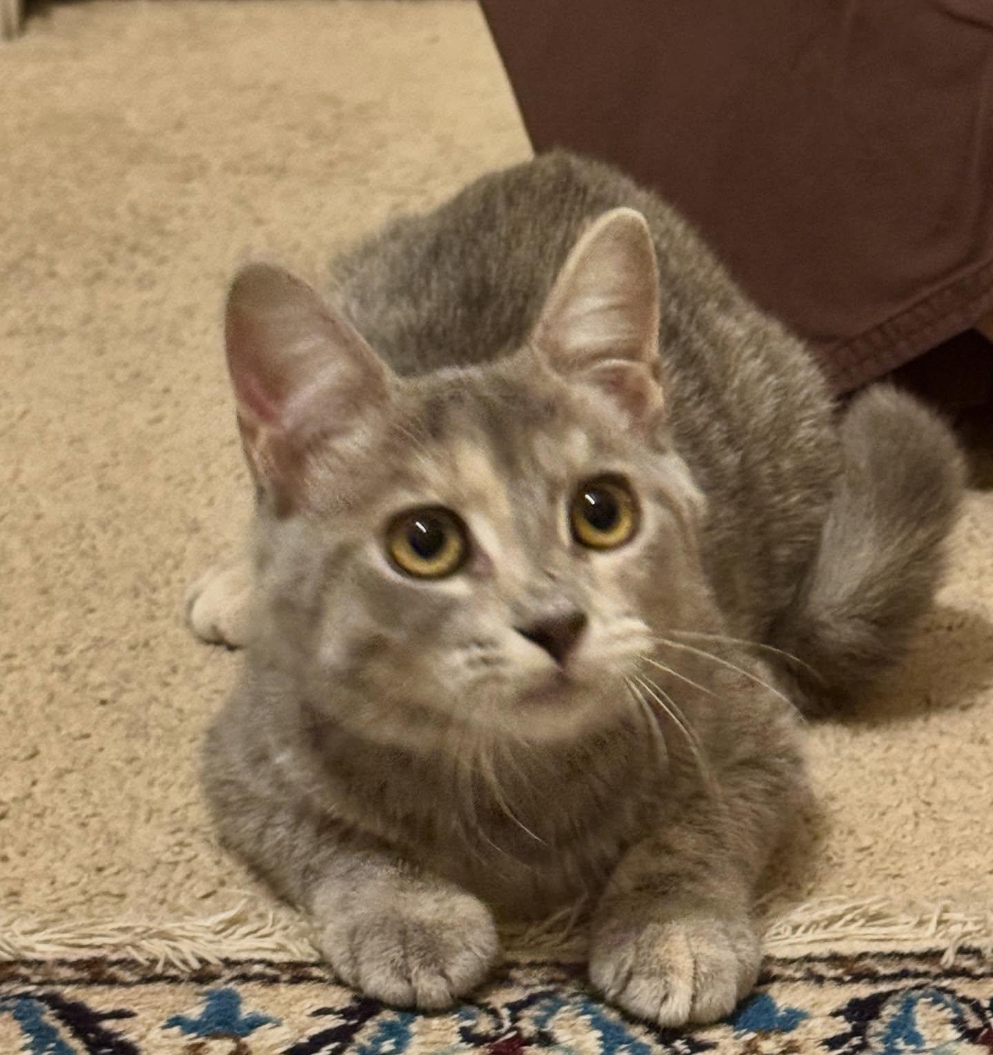 Joy, Adoptable, Young Female American Shorthair & Tiger.