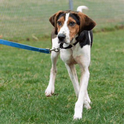 JASPER, Adult Male Hound