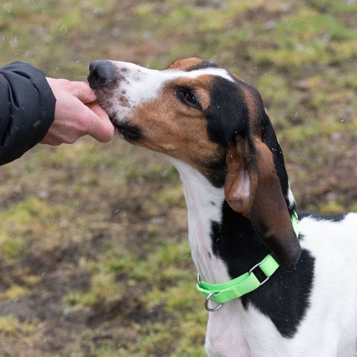 JASPER photo 4
