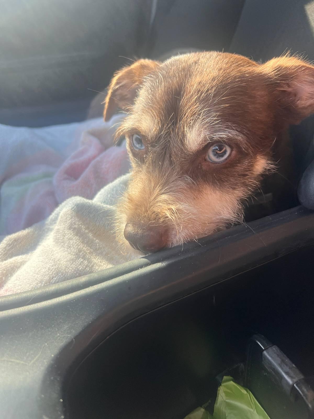 Enlarge Bernadette, a ADOPTABLE Terrier in Colleyville, TX image 3/5