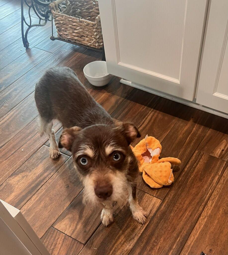 Enlarge Bernadette, a ADOPTABLE Terrier in Colleyville, TX image 1/5