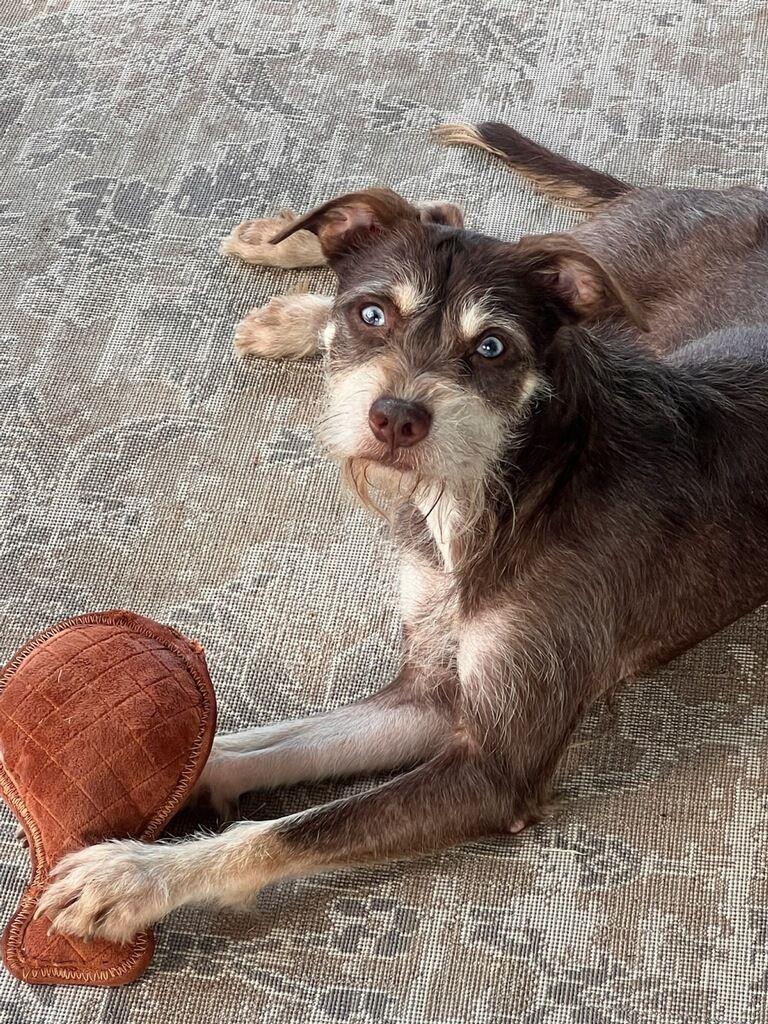 Enlarge Bernadette, a ADOPTABLE Terrier in Colleyville, TX image 2/5