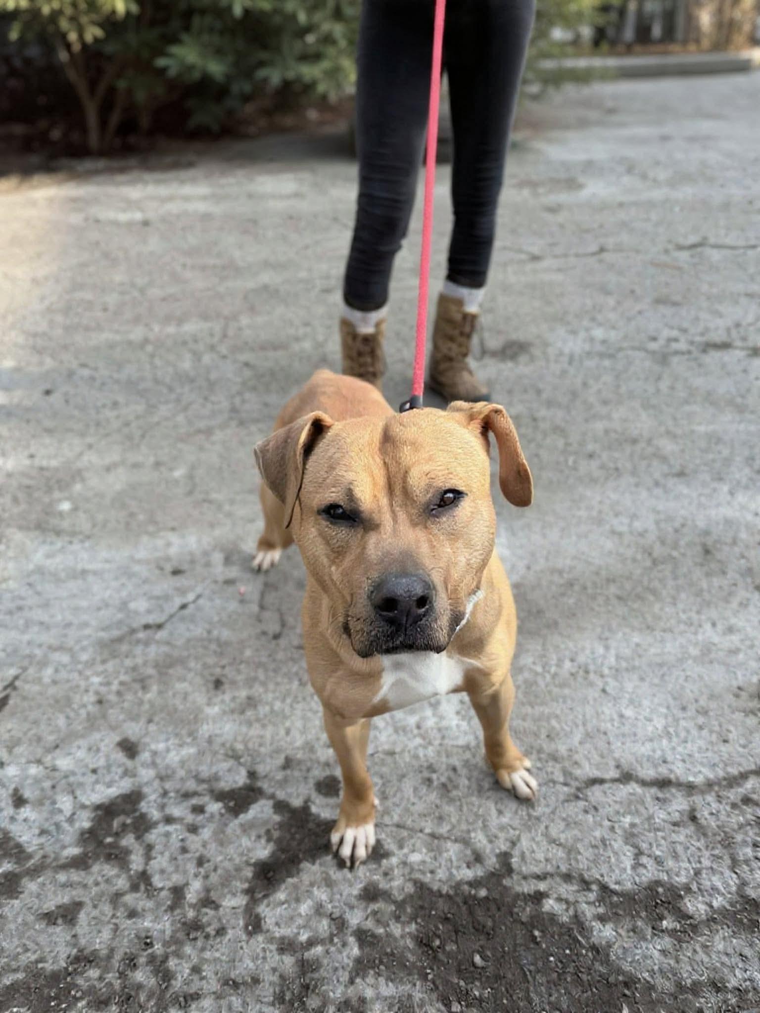 Bodhi (Foster or Adopter Needed!), Adoptable, Young Male Pit Bull Terrier.