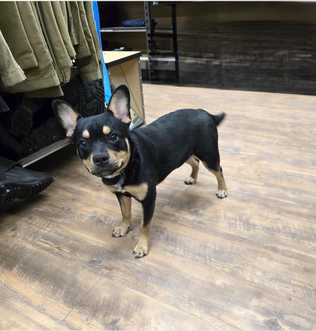 Enlarge Hickory-* adopted*, an adopted mixed breed in Jamestown, ND image 2/6