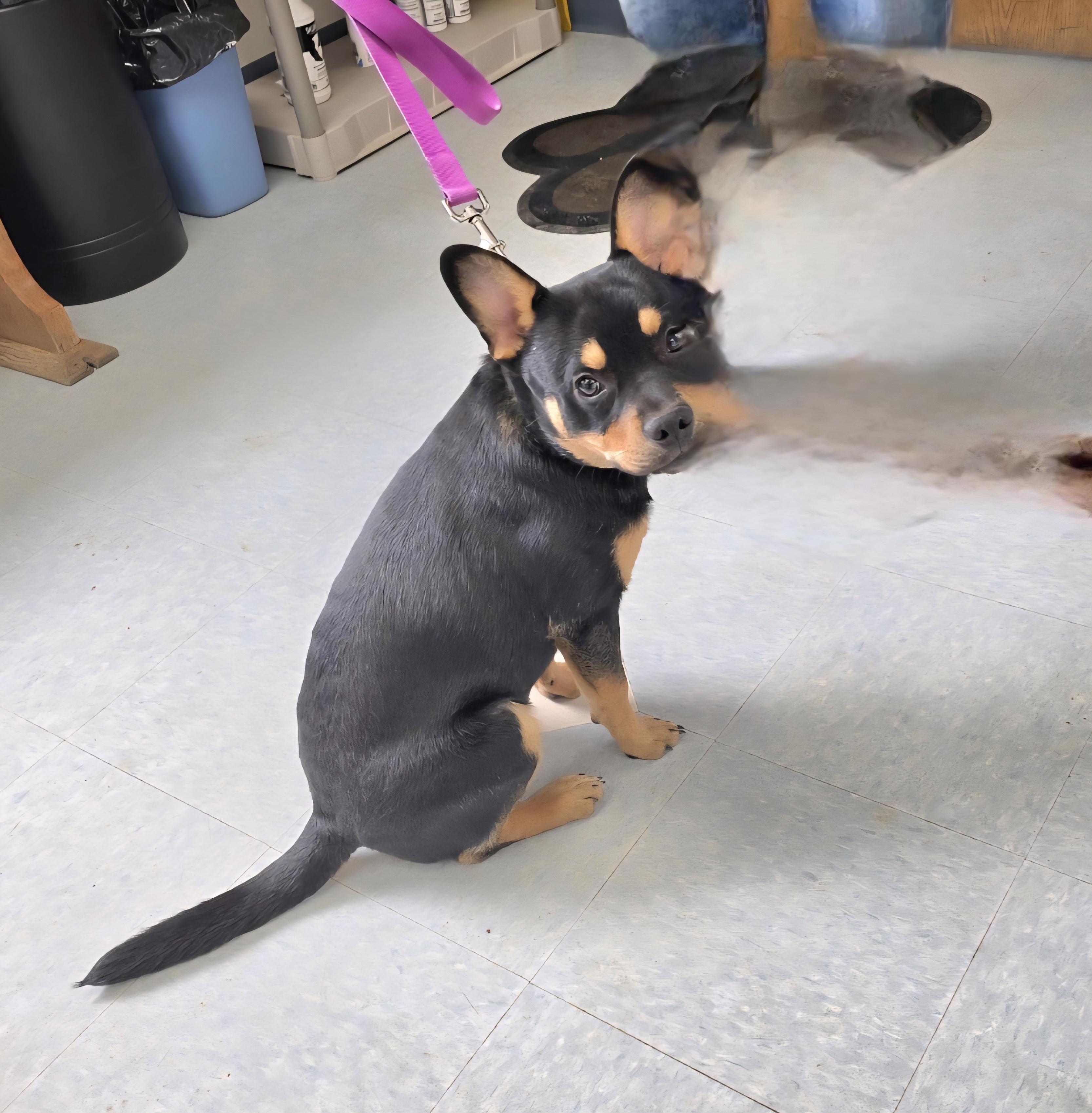 Enlarge Hickory, a ADOPTABLE mixed breed in Jamestown, ND image 3/5