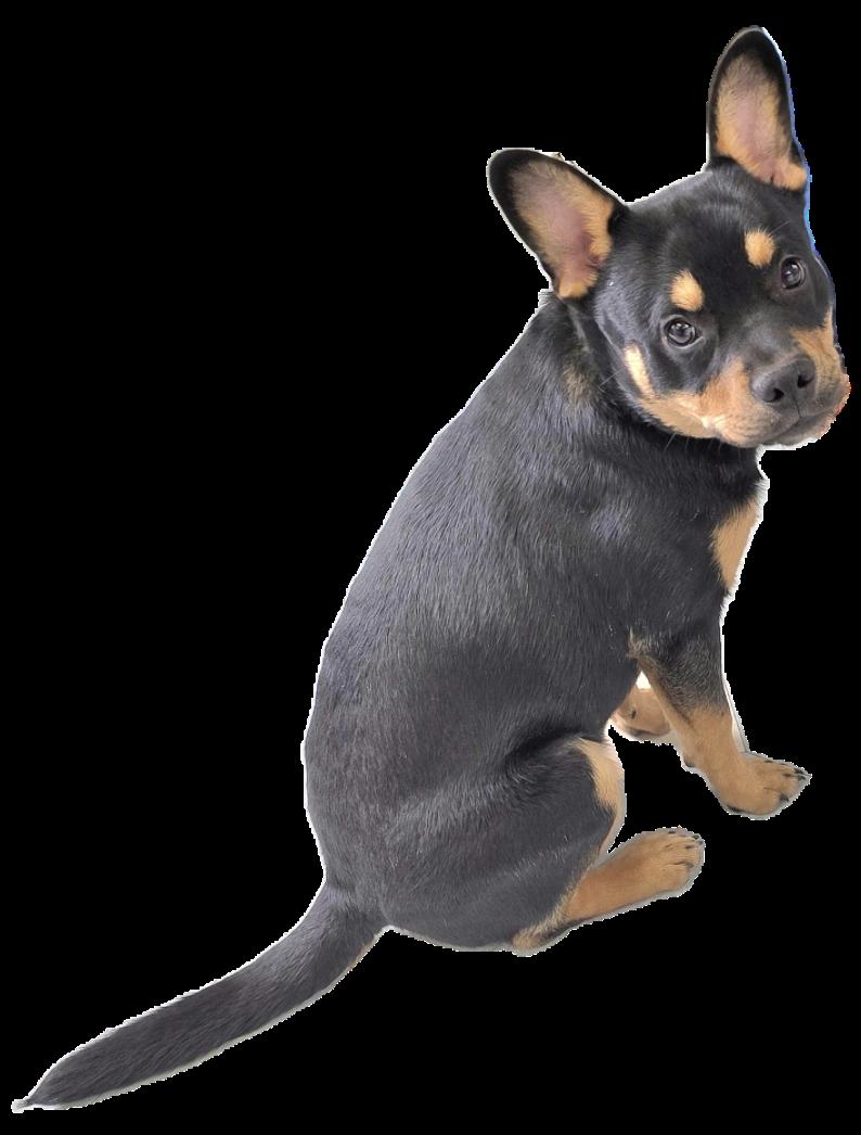 Enlarge Hickory, a ADOPTABLE mixed breed in Jamestown, ND image 1/5