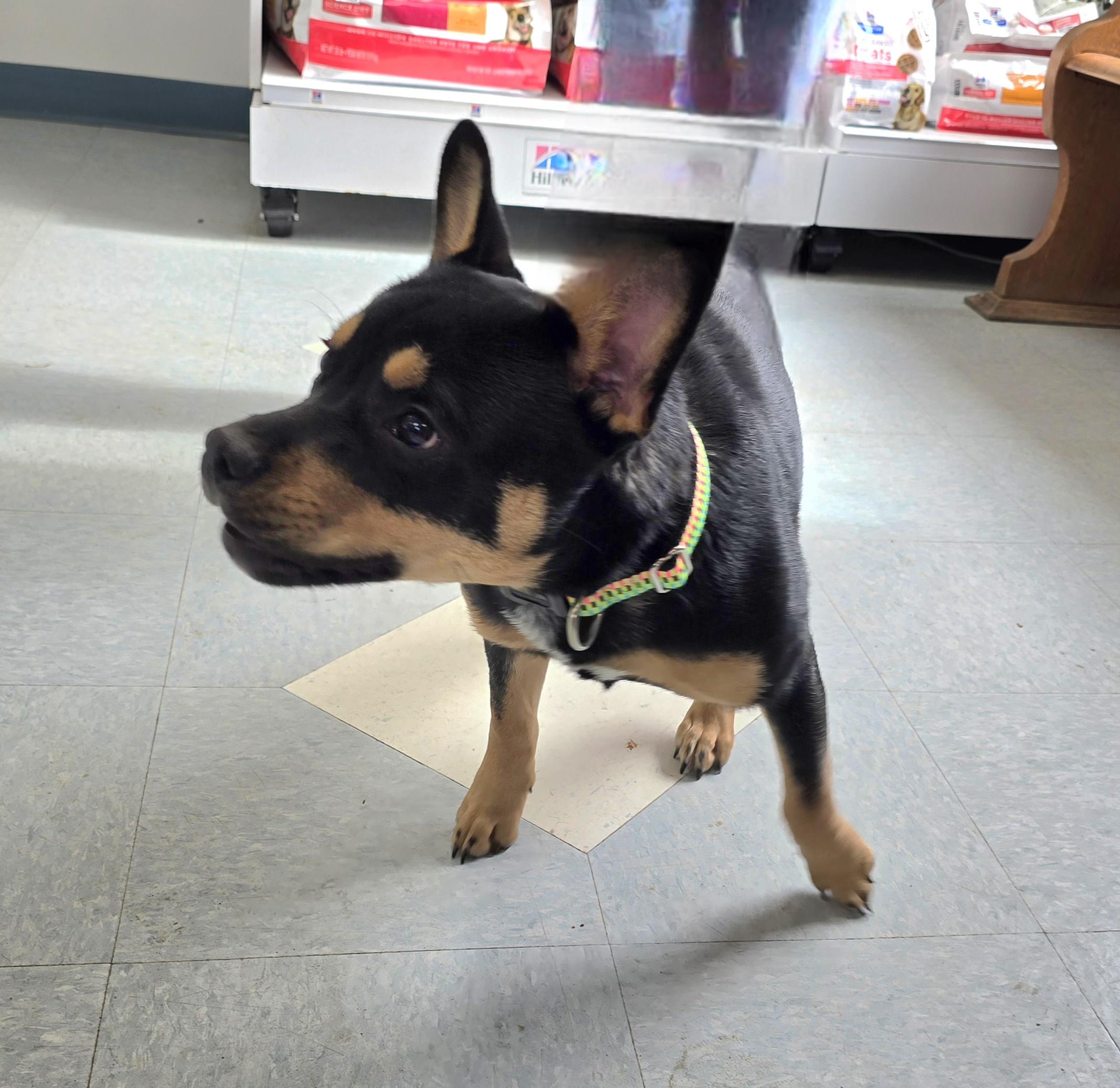 Enlarge Hickory, a ADOPTABLE mixed breed in Jamestown, ND image 4/5