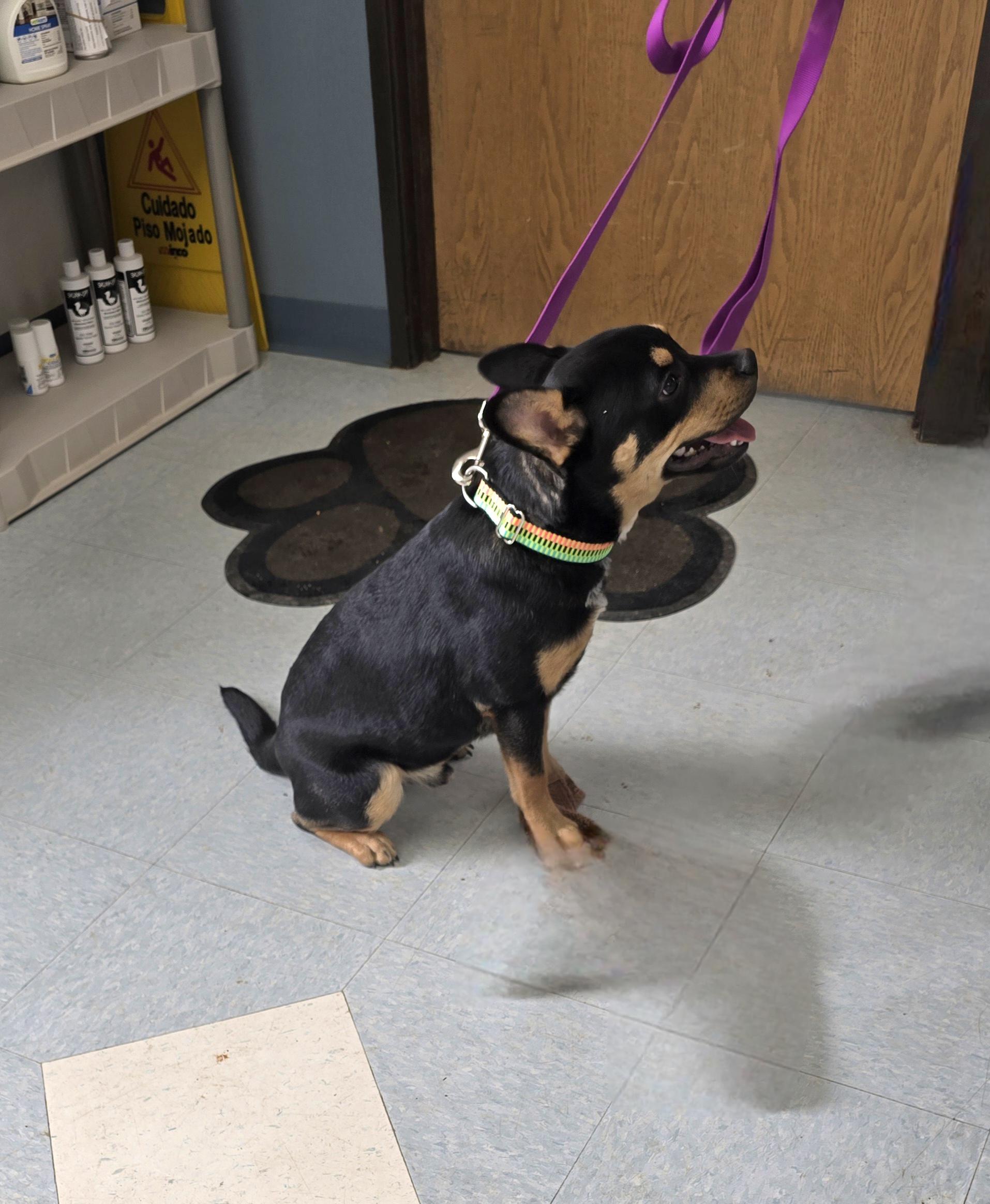 Enlarge Hickory, a ADOPTABLE mixed breed in Jamestown, ND image 5/5