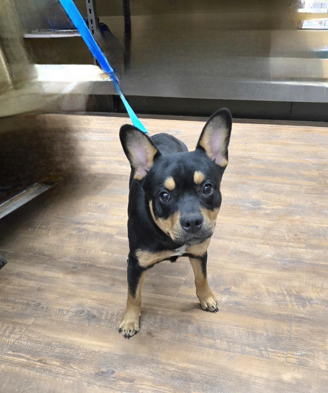 Hickory, ADOPTABLE, Adult Male French Bulldog.