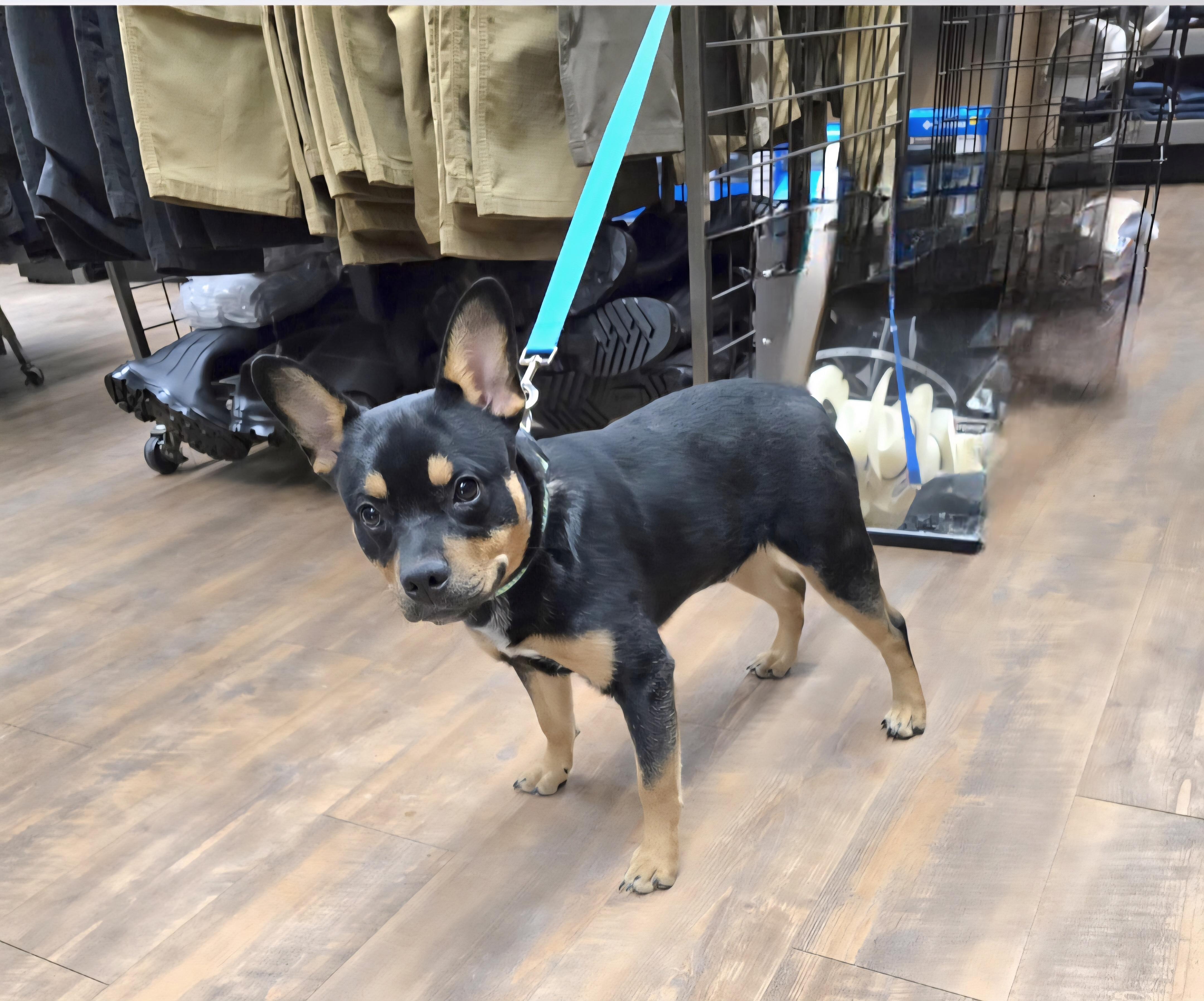 Enlarge Hickory-* adopted*, an adopted mixed breed in Jamestown, ND image 4/6