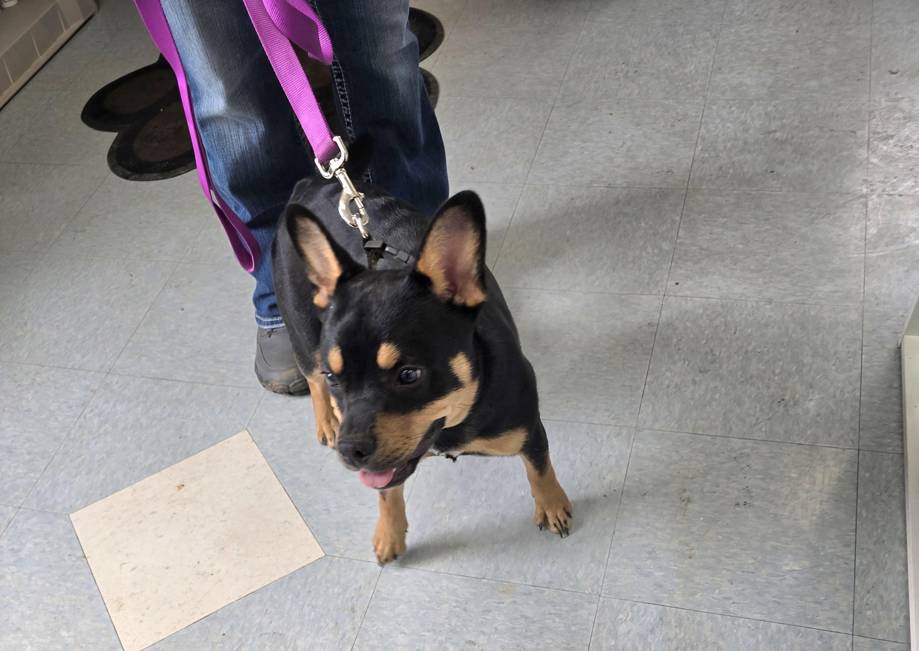 Enlarge Hickory, a ADOPTABLE mixed breed in Jamestown, ND image 2/5