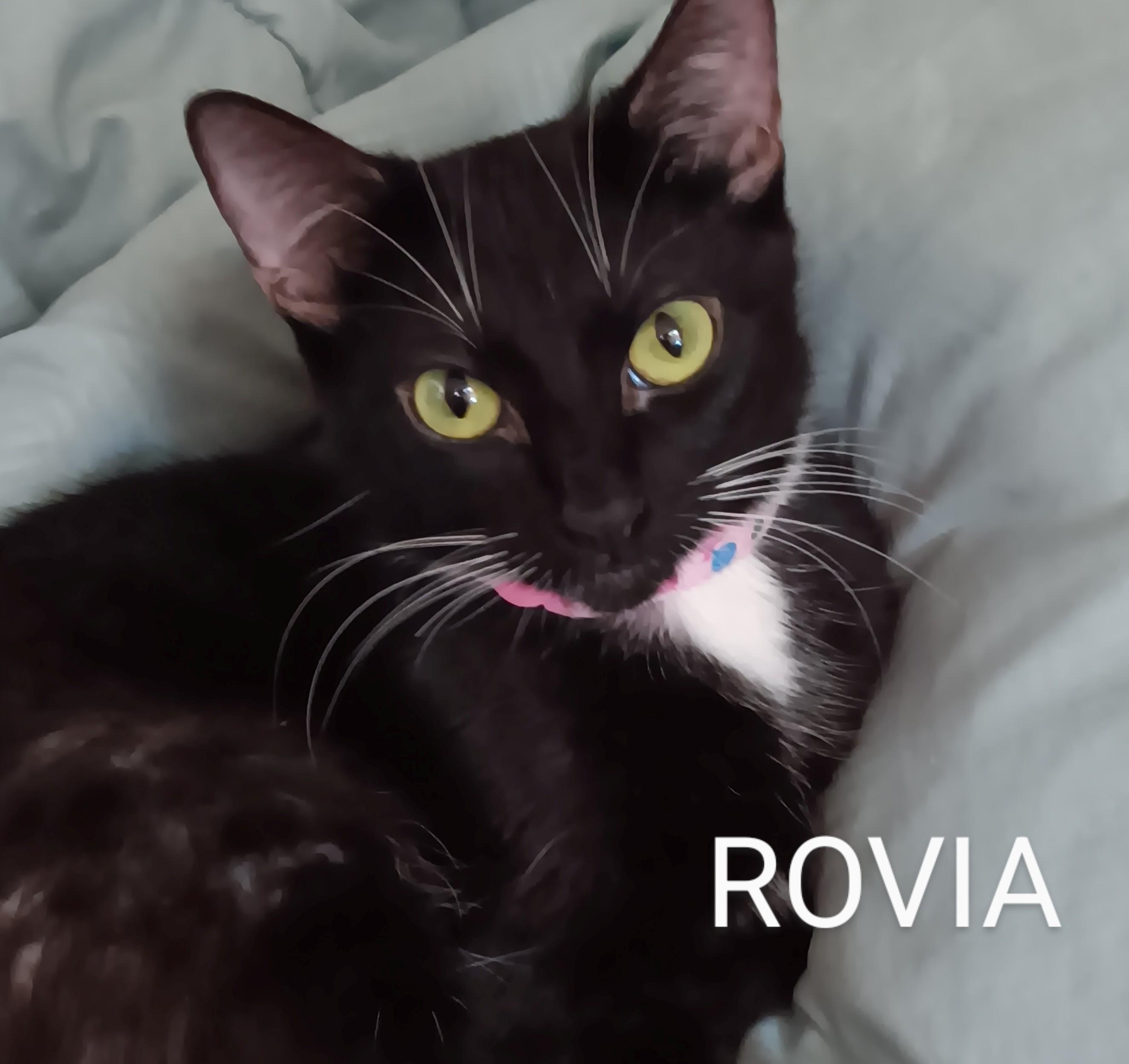 Enlarge Rovia, a ADOPTABLE Domestic Short Hair in Redondo Beach, CA image 1/1