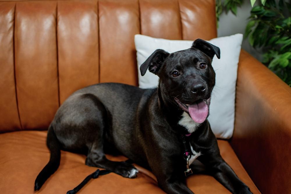 Brooklyn, Adopted, Puppy Female Mixed Breed.