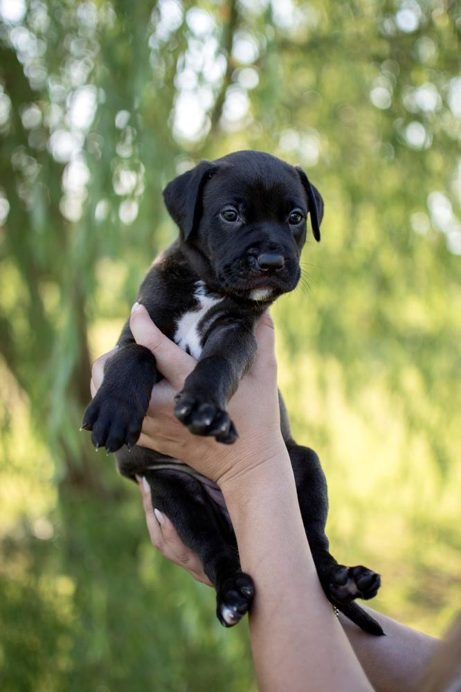 Enlarge Brooklyn, a Adopted mixed breed in Frankfort, NY image 2/5
