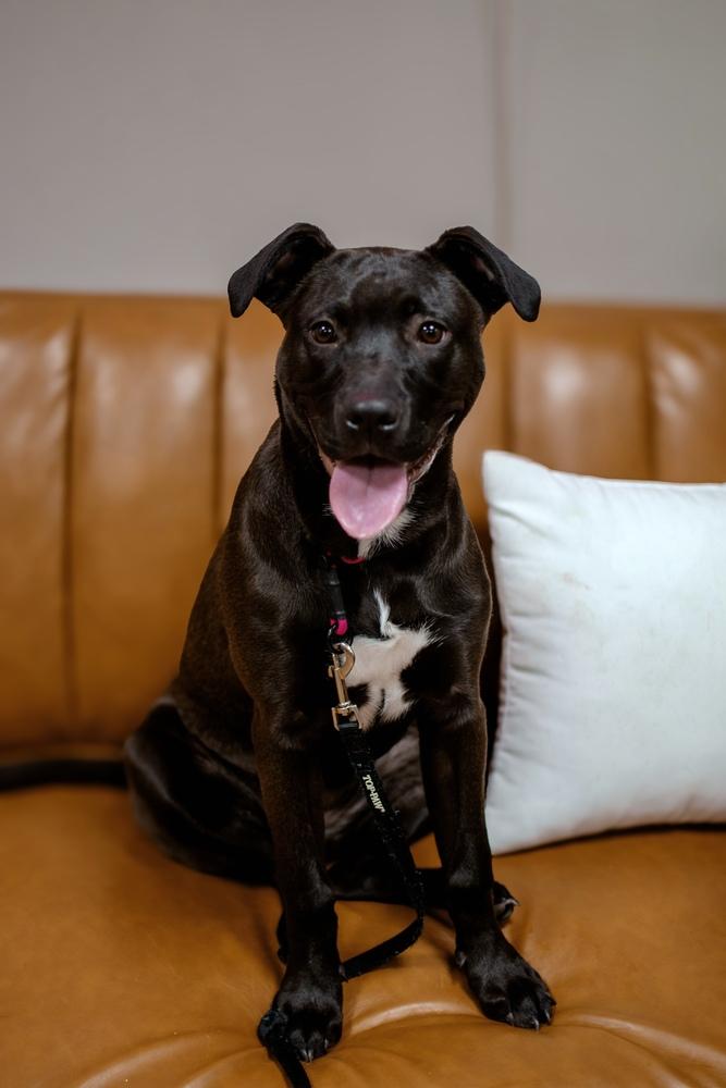 Enlarge Brooklyn, a Adopted mixed breed in Frankfort, NY image 3/5