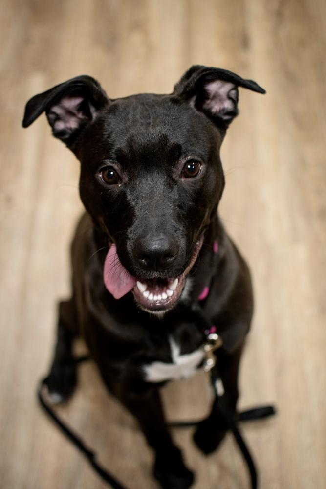 Enlarge Brooklyn, a Adopted mixed breed in Frankfort, NY image 4/5