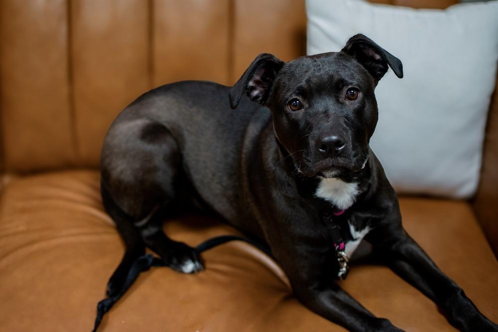 Enlarge Brooklyn, a Adopted mixed breed in Frankfort, NY image 5/5