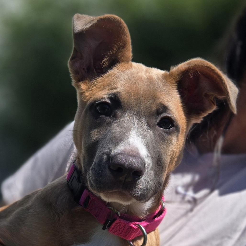Thora, Adoptable, Puppy Female Mixed Breed.