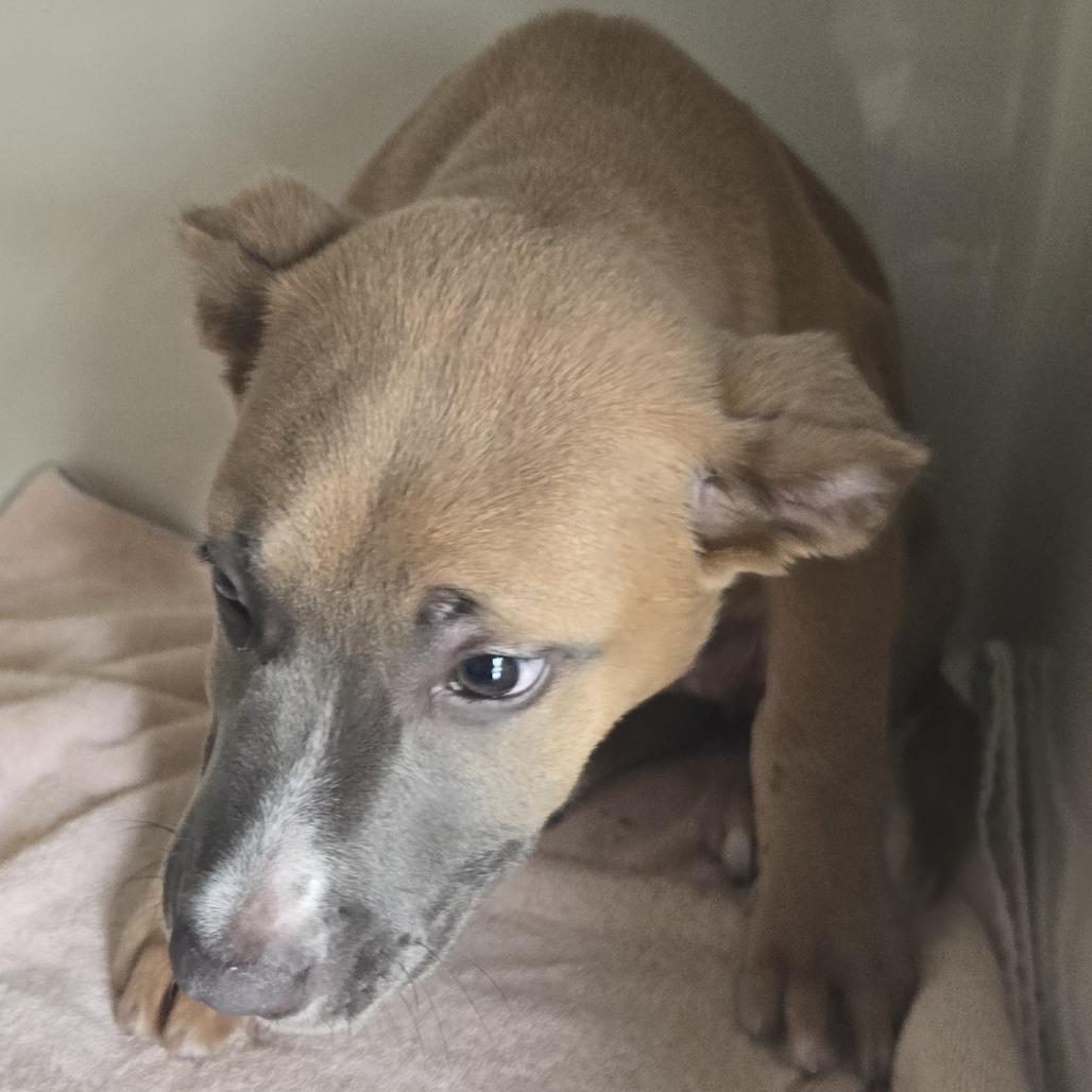 Thora, a Adoptable Mixed Breed in Sonoma, CA image 2/3